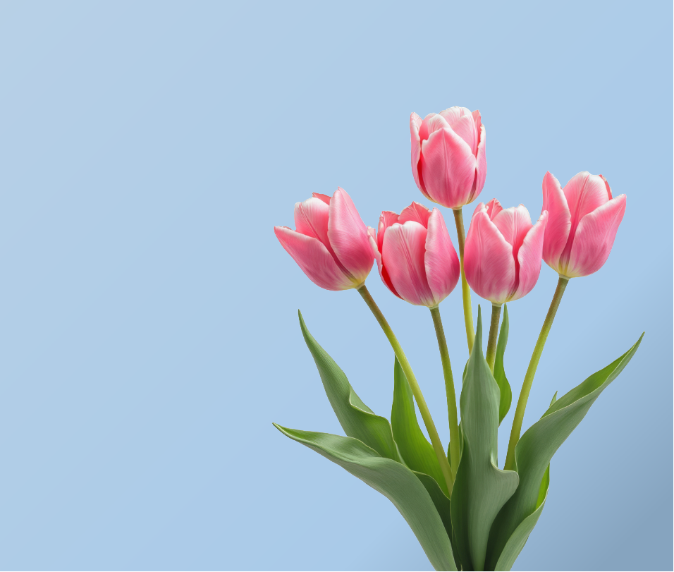 Pink tulips on a light blue background